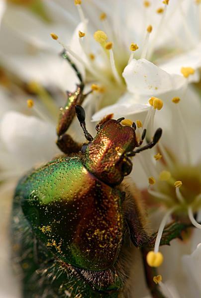 Käfer im Blütenmeer